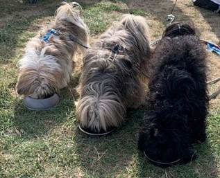 Gesunde Ernährung für Hunde